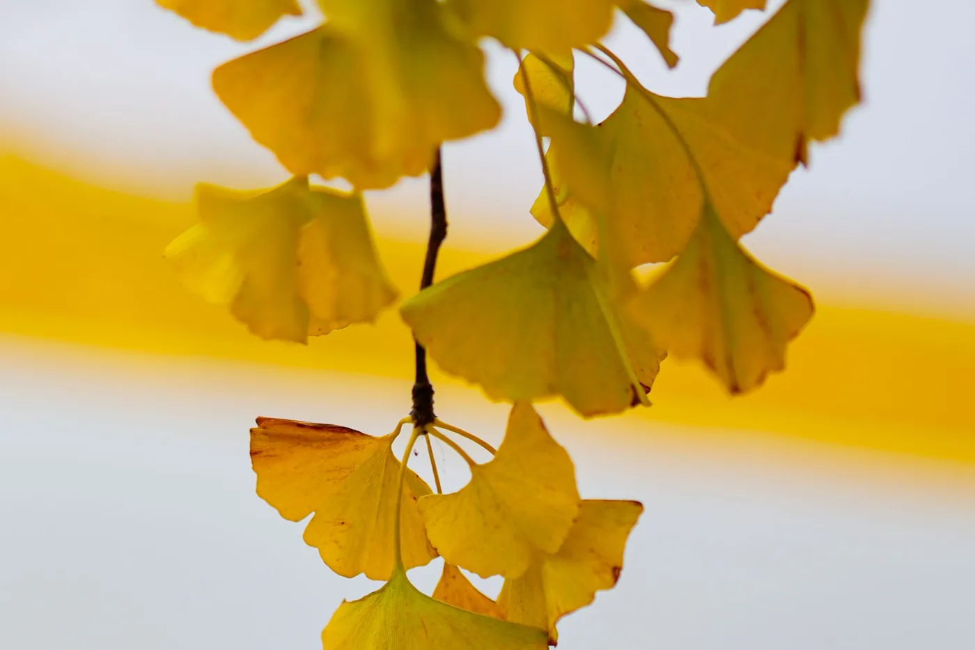 Yellow ginkgo leaves in autumn light