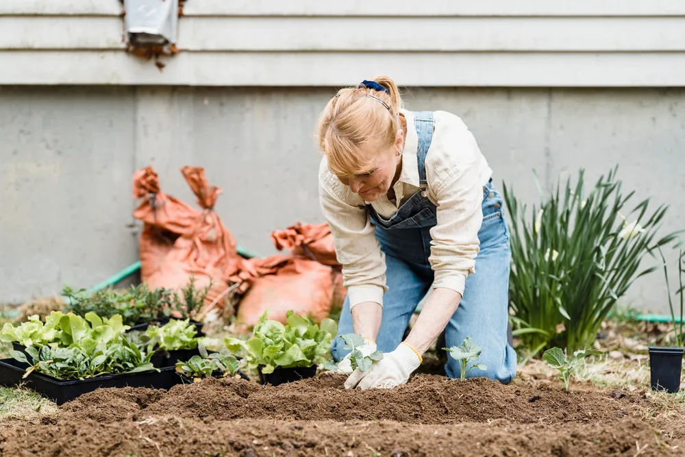 A woman kneeling in a garden bed, planting seedlings